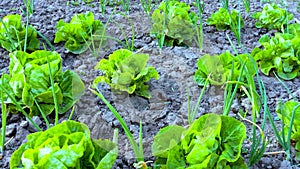 A scene of rows of green vegetable lettuces