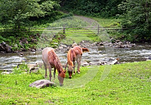 Scene of rural Ukraine. Horses grazing near creek in Carpathians