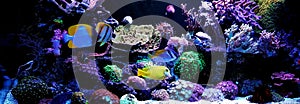 Scene in Saltwater coral reef aquarium