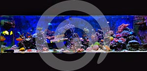 Scene in Saltwater coral reef aquarium photo