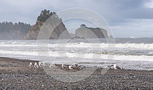 Scene of seagull on the beach with rock stack island on the background in the morning in Realto beach,Washington,USA..