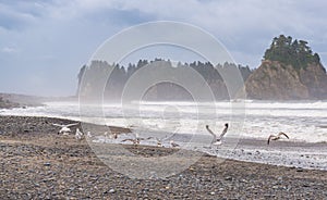 Scene of seagull on the beach with rock stack island on the background in the morning in Realto beach,Washington,USA..