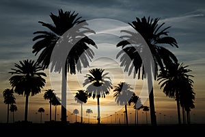 Scene Silhouette of palm trees at sunset, tropical landscape photo