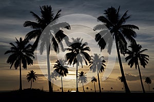 Scene Silhouette of palm trees at sunset, tropical landscape photo