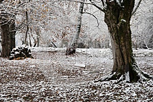 Scene of a single swing hanging from tree branch in autumn forest. Azerbaijan nature