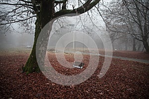 Scene of a single swing hanging from tree branch in autumn forest. Azerbaijan nature