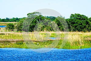 Louisiana Bayou