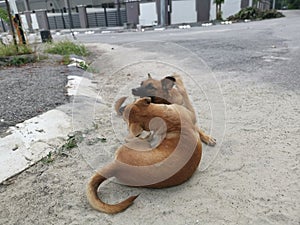 Scene of the stray dogs fighting by the street.