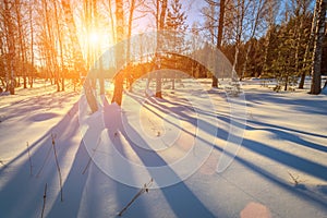 Scene of sunset or dawn in a winter birch forest