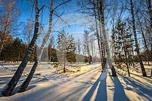 Scene of sunset or dawn in a winter birch forest