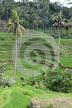 Scene of Tegalalang Rice Terrace in Bali