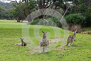 Scene with three Kangaroo