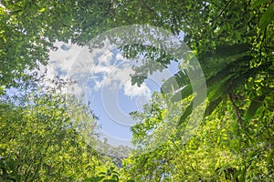 Scene with trees in the dense tropical rain forest