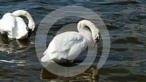 Scene with two huge white swans with y parts in the water