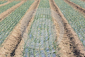 Cultivation of onion