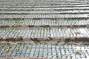 Cultivation of onion