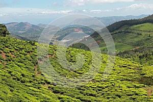 Scene view tea fields