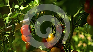 Scene of vine cherry tomatoes grown in the garden with cane and about to ripen to be picked