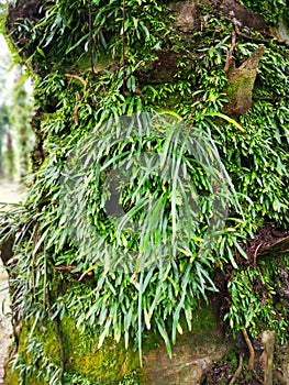 Scene of the vittaria ensiformis fern and moss on the trunk.