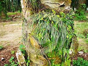 Scene of the vittaria ensiformis fern and moss on the trunk.
