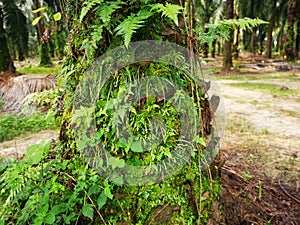 Scene of the vittaria ensiformis fern and moss on the trunk.