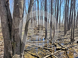 Through the Bare Trees of Spring
