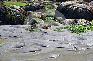 Scene of wet seaweed, rocks and sand in Washington State