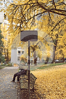 Scene of yellow autumn park, named Lownsdale Square in Portland