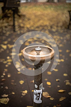 Scene of yellow autumn park in Portland