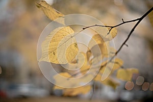 Scene of yellow autumn park in Portland