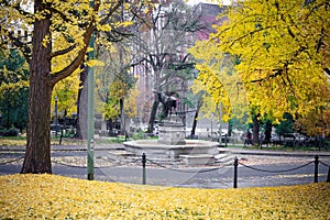 Scene of yellow autumn park in Portland downtown