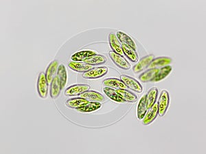 Scenedesmus arcuatus algae under microscopic view