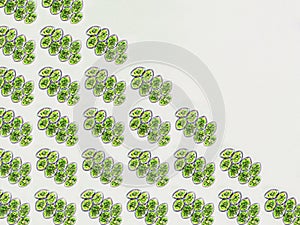 Scenedesmus sp. algae under microscopic view, green algae, pattern