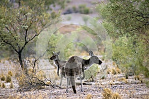 Scenery along Moralana Scenic Drive, Flinders` Ranges, SA, Australia