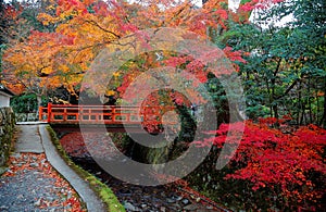 Scenery of autumn foliage with view of a red bridge over a stream in a beautiful Japanese garden