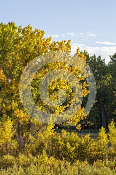 Scenery Autumn Landscape in Centennial, Colorado photo