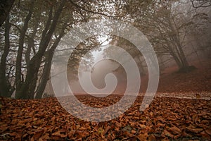 Scenery of autumn nature with vivid foliage and fog in the Park of Monte Cucco