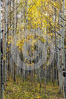 Scenery Autumn in the Rocky Mountains of Colorado - Kenosha Pass