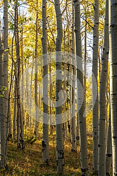 Scenery Autumn in the Rocky Mountains of Colorado - Kenosha Pass