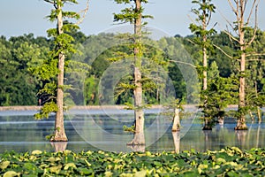 Scenery of bald cypress trees (Taxodium distichum) growing in the swamp