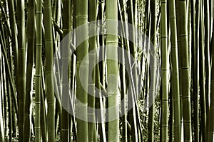 Scenery of bamboo forest photo