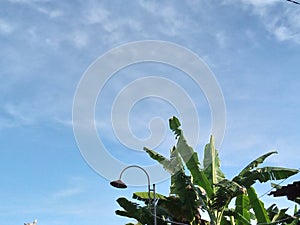 Scenery Banana leaves againts blue sky