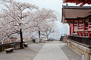Scenery of beautiful cherry blossom  Sakura  trees by traditional Japanese wooden architectures in majestic Kiyomizu Dera photo