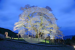 Scenery of beautiful Daigo-zakura, a huge 1000-year-old cherry blossom tree