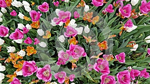 Tulips beautiful flower fields in Germany