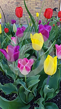 The scenery of the beautiful flower fields on wall