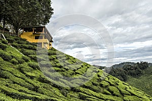 Scenery of Bharat tea plantation, Camaron Highland, Malaysia