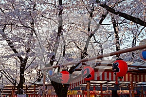 Scenery of Cherry Blossom Festival  Sakura Matsuri  with traditional Japanese lanterns hanging on a bamboo pole