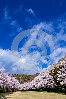 Scenery of cherry blossom trees in Izu Inatori park.c