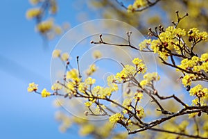 Scenery of Cornus officinalis flower festival in Gurye